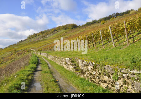Weinberge in Ingelfingen, Deutschland Stockfoto