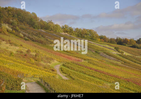 Weinberge in Ingelfingen, Deutschland Stockfoto