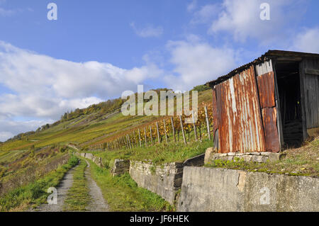 Weinberge in Ingelfingen, Deutschland Stockfoto
