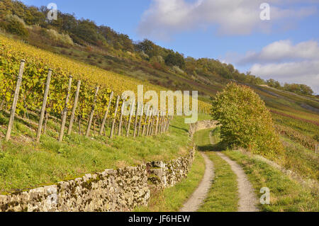 Weinberge in Ingelfingen, Deutschland Stockfoto