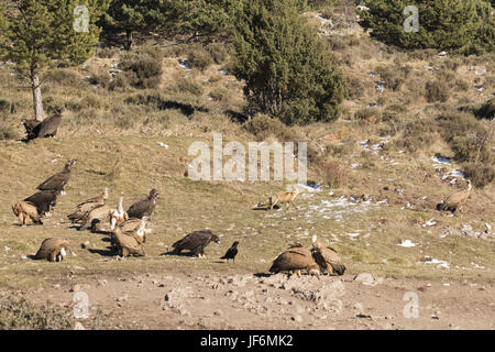 Geier und Fox Stockfoto