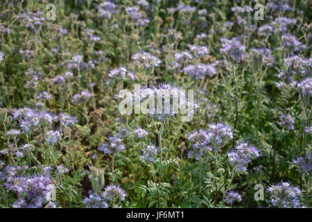 Phacelia-Blüten (Scorpionweed, Heliotrop, Boraginaceae, Kerneudikotyledonen) auf dem Feld Stockfoto