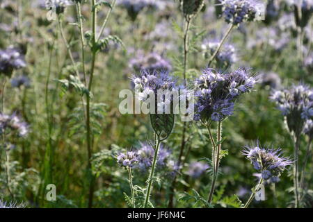 Phacelia-Blüten (Scorpionweed, Heliotrop, Boraginaceae, Kerneudikotyledonen) auf dem Feld Stockfoto