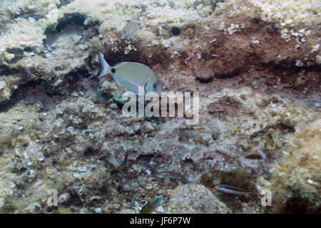 White Bream (Diplodus Sargus Sargus) Stockfoto