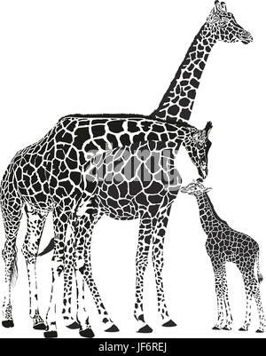 Tier, Wild, Afrika, Wildtiere, Giraffe, Kalb, Vektor, Familie, Familie, Tier, Stock Vektor