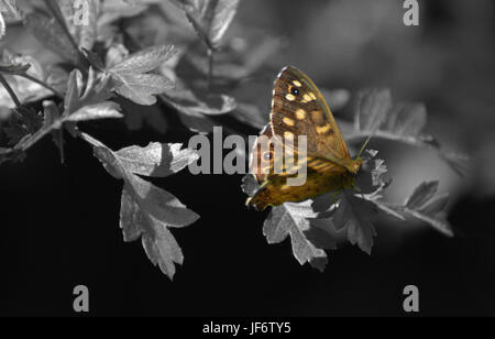 Schmetterling gesprenkelt Holz, Foto Mai 2017 in Großbritannien, vor Ort bunte Bild Stockfoto