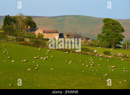 Schafe weiden nahe Linley Hill mit dem Long Mynd im Hintergrund, Shropshire, England, UK Stockfoto