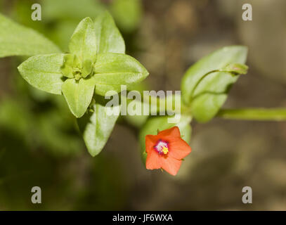 Scarlet pimpernel Anagallis arvensis Stockfoto