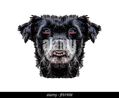 Daemon schwarzer Hund Kopf isoliert Stockfoto