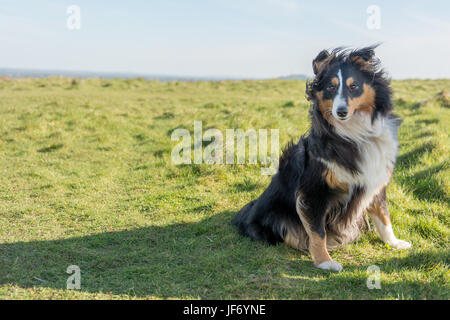 Shetland Sheepdog sitzen Stockfoto