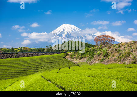 Fuji, Japan am Mt. Fuji und Tee Felder. Stockfoto