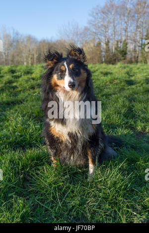 Shetland Sheepdog sitzen Stockfoto