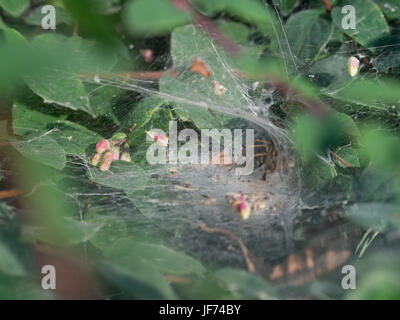 Funnel-Web spider, Agelena labyrinthica Stockfoto