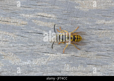 Deutsche Wespe, Vespula germanica Stockfoto