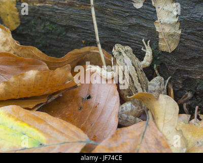 , Rana temporaria Grasfrosch Stockfoto