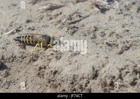 Sand Wasp, weiblich, Bembix rostrata Stockfoto