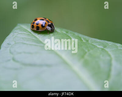 10-spotted Marienkäfer, Adalia decempunctata Stockfoto