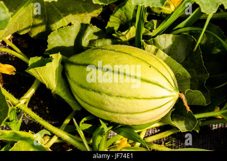 Melone Pflanze in einem Gemüsegarten Stockfoto