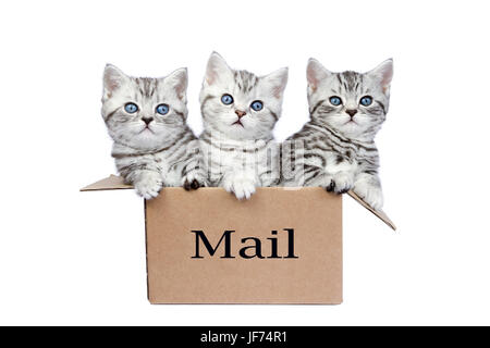 Junge Katzen im Karton mit Word Mail Stockfoto