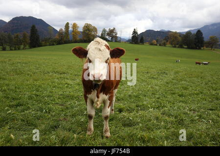 Eine junge Kuh auf dem Feld Stockfoto