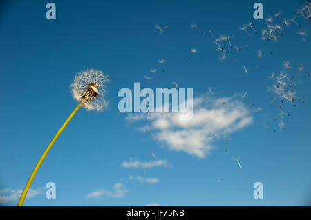 Löwenzahnsamen, die im Wind wehen Stockfoto