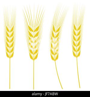Ähren Isolated on White Background Stock Vektor