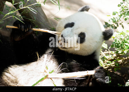 Vom Aussterben bedrohte A Giant Panda entspannt bei der Fütterung auf Bambus Stockfoto