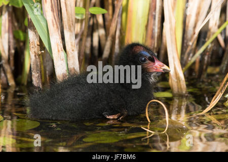 Gemeinsame (Gallinula Chloropus) Teichhuhn-Küken Stockfoto