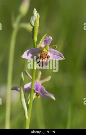 Biene (Ophrys Apifera) Orchidee blüht Stockfoto