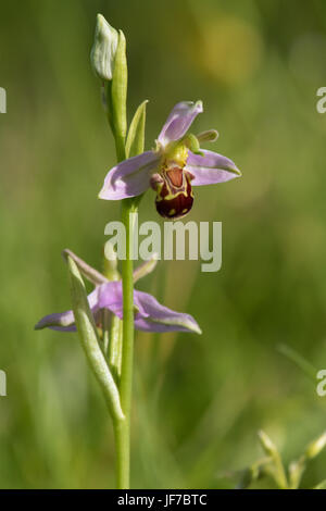 Biene (Ophrys Apifera) Orchidee blüht Stockfoto