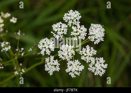 Pignut (Conopodium Majus) Blumen Stockfoto