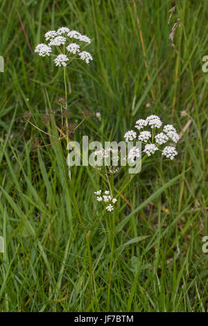 Pignut (Conopodium Majus) Blumen Stockfoto