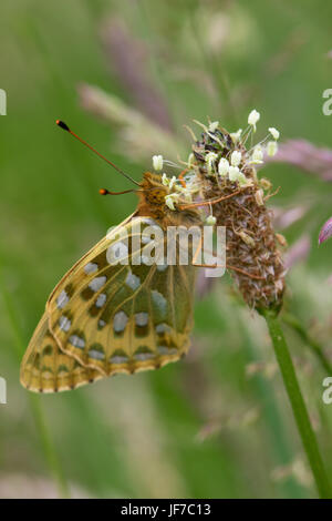 Dunkel grün Fritillary (Argynnis Aglaja) Schmetterling ruht auf einer Spitzwegerich Spitzwegerich-Blume Stockfoto