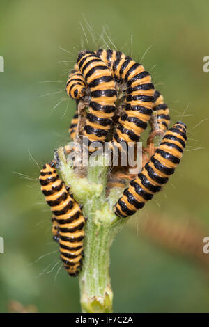 Zinnober Moth (Tyria Jacobaeae) Raupen Abstreifen der Blätter aus seiner Foodplant, gemeinsame Kreuzkraut (Senecio Jacobaea) Stockfoto