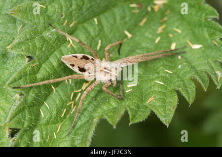 Baumschule Web Spider (Pisaura Mirabilis) auf einem Brennnessel-Blatt Stockfoto