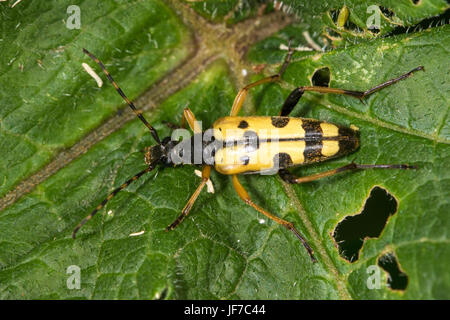 Spotted Longhorn Beetle (Rutpela Maculata) auf einem halb gegessen Dock-Blatt Stockfoto