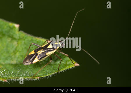 Grypocoris Stysi (Mirid Bug) auf einem Brennnessel-Blatt Stockfoto
