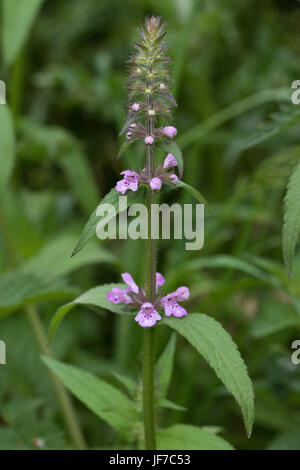 Marsh Woundwort (Niederwendischen Palustris) Blume Stockfoto