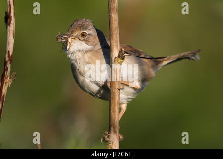 weibliche Common Whitethroat (Sylvia Communis) Spinnen zu sammeln um ihre Jungen zu füttern Stockfoto