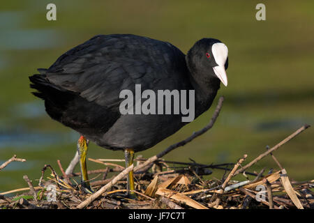 Eurasische Blässhuhn (Fulica Atra) stehend auf seinem nest Stockfoto