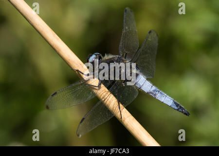 männliche knappe Chaser (Libellula Fulva) Libelle thront auf einem Stiel abgestorben Stockfoto