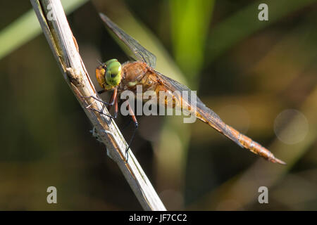 männliche Norfolk Hawker (Aeshna drehbar) Libelle Aalen auf einem Reed-Stiel Stockfoto