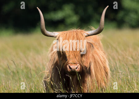 Kopfschuss eine Highland-Kuh (Bos Taurus) Stockfoto