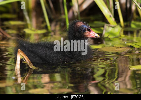 Gemeinsame (Gallinula Chloropus) Teichhuhn-Küken Stockfoto