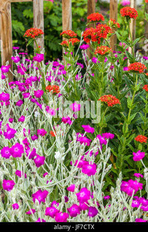 Malteserkreuz, Lychnis chalcedonica und Lychnis coronaria Rose Campion am Gartenzaun Stockfoto