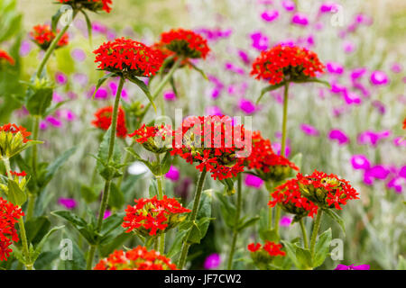 Malteserkreuz, Lupinus chalcedonica und Lupinus coronaria in einem schönen Sommergarten Stockfoto