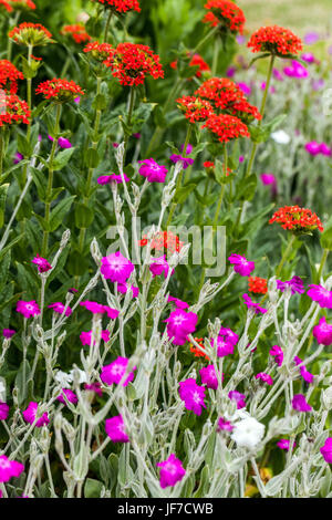 Lupinus chalcedonica und Lupinus coronaria Stockfoto