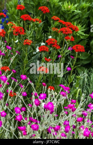 Malteserkreuz, Lychnis chalcedonica und Lychnis coronaria im Sommergarten Rose Campion Stockfoto