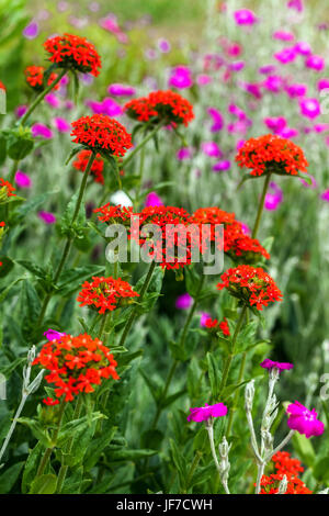 Malteserkreuz, Lychnis Chalcedonica und Lychnis Coronaria im Sommergarten Stockfoto