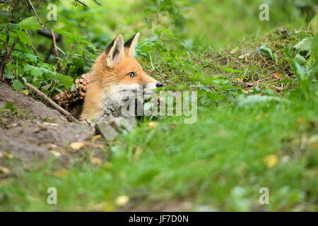 Fuchs-höhle Stockfoto